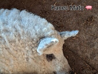 Mangalica predaj - 2