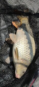 Boilies - 2