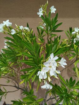 Predám oleander - 2
