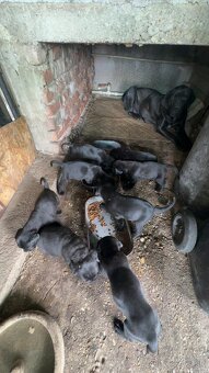 Cane corso - 2
