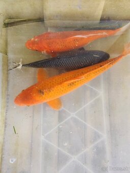 Koi kapre koi kapor jazierkové ryby koi Karas karasy - 2