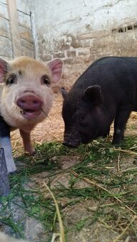 Predám vietnamské prasiatko - 2