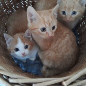 Hľadá sa domov pre týchto drobcov - 2