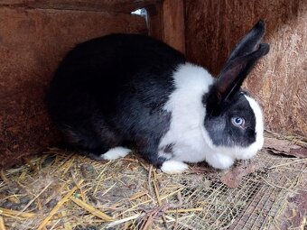 Šarišský obrovitý králik - 2