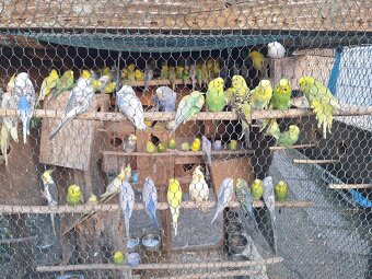 Predám mladé andulky - 2