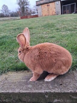 Burgundský králik - 2