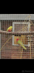 Papagáj kráľovský žltý - 2