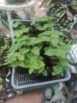 paulownia - 2