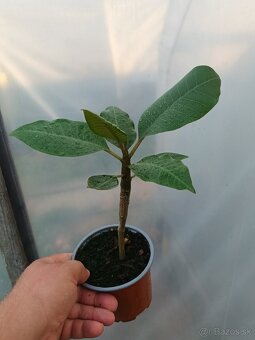 Plumeria , Frangipani , Havajsky kvet - 2