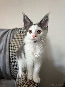 Main coon - 2