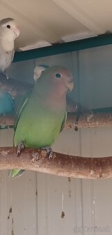 Agapornis rúžovohrdlý - 2