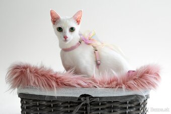 Ruská modrá a biela mačka-  prijímame  rezervácie - 2