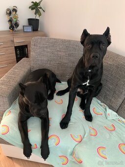Cane corso - 2