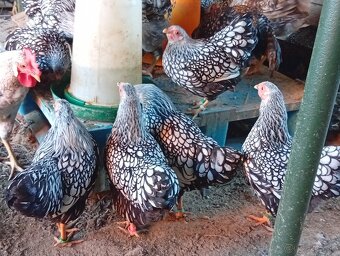Wyandotka zdrobnela - 2