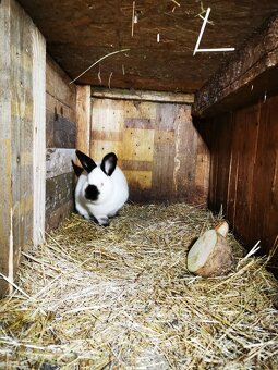 kalifornsky kralik samec - 2