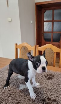 Bostonsky terier boston terier - 2