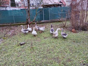 Predam dva páry husí - 2