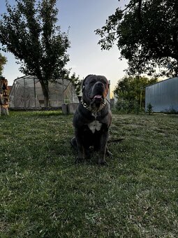 Cane corso krytie - 2