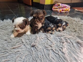 yorkshirsky terier, yorkshire s PP - 2