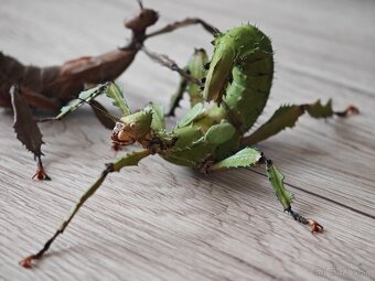 Strašilka australská (Extatosoma tiaratum) - 2