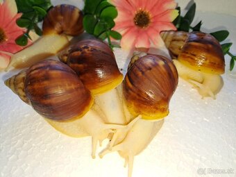 Africký slimák Lissachatina Fulica albinobody - 2
