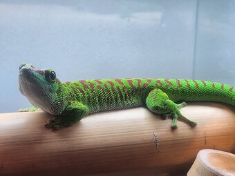 predám phelsuma madagascar super red - 2