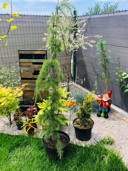 Céder himalajsky PENDULA,, 150cm - 2