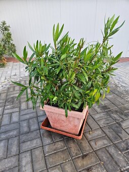 Oleandre cca 100 cm - 2
