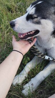 sibírsky husky - 2