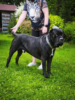 Krytí - Cane Corso - 2