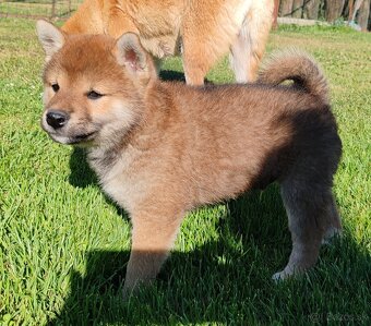 Shiba inu psýky s PP - 2