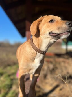 Darujem psíka do dobrých rúk - 2