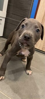 Americky Staford - 2