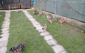 Predám vlaška porcelanova - 2