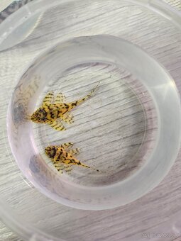 L 236 Super Yellow - odchov - 2