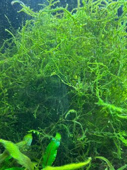 Cryptocoryne javsky mach - 2