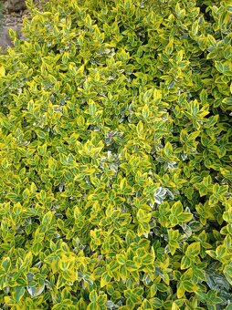 Bršlen Fortunov ´EMERALD´N GOLD - 2