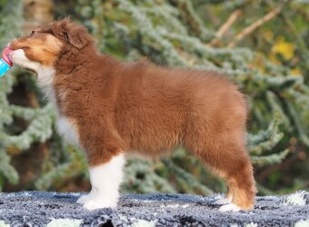 Predaj šteniatka Austrálsky ovčiak - 2