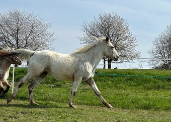 Kobylka Appaloosa - 2