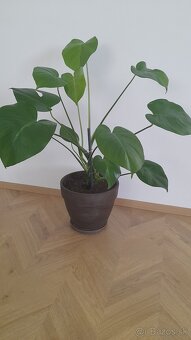 Kvet Monstera - 2