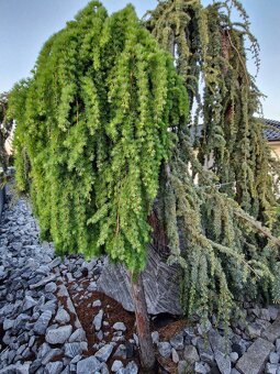 Smrekovec opadavý(larix) predám - 2