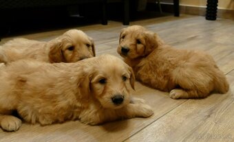 Goldendoodle - 2