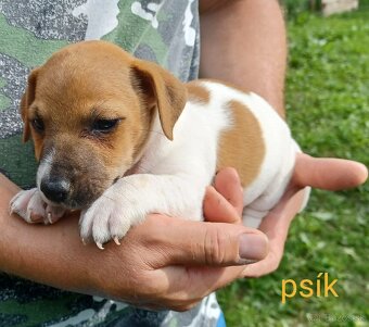 Jack russel terier šteniatka - 2