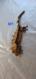 Pagekon riasnaty - 2