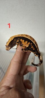 Pagekon riasnaty - 2