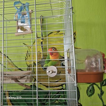 Predám Agapornis fischerov - 2
