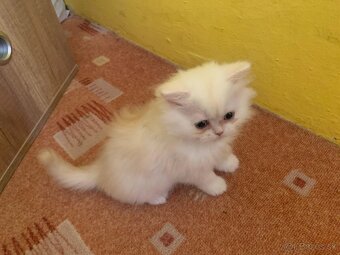 🐾 Perzské mačiatko 🐱 - 2