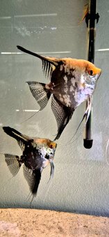 Pterophyllum scalare Mapa - 2