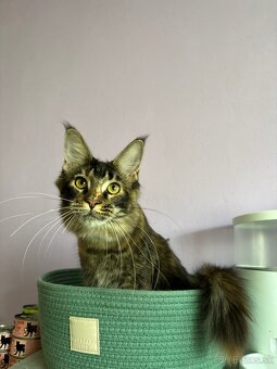 Maine coon / mainská mývalia mačka s pp - 2