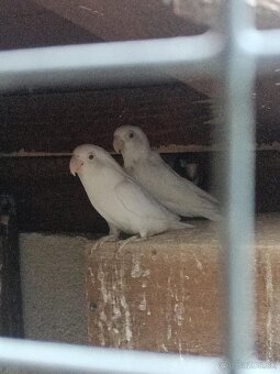Agapornis - 2